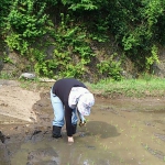 田植え